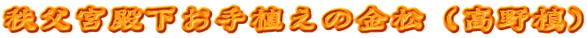 秩父宮殿下お手植えの金松（高野槙）